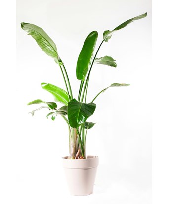 Starliçe-Cennet Kuşu-Strelitzia Nicolai 170-190 cm